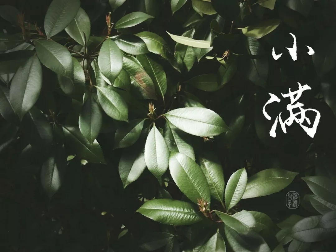 怎么給孩子講小滿 小滿是怎么來的怎么跟孩子說