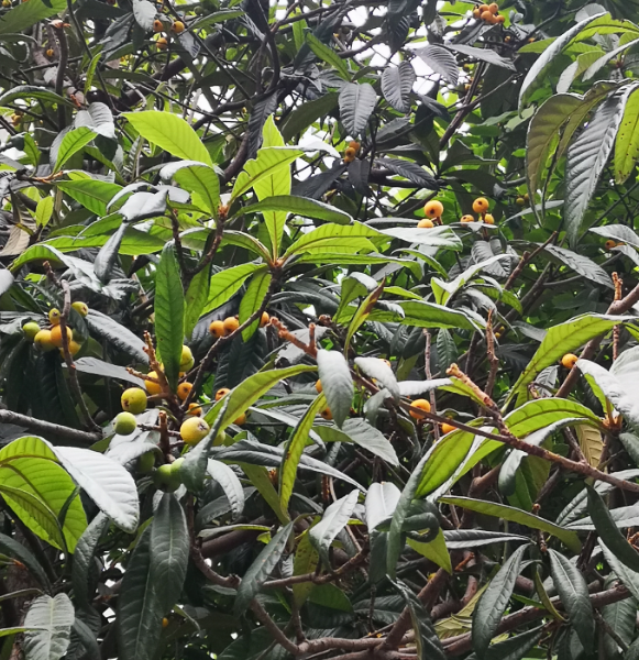 早上去遛娃幽默說說搞笑句子 大清早遛娃的說說朋友圈