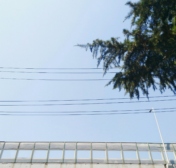 夏天描寫蟬鳴的句子 2019盛夏里蟬鳴的說說朋友圈