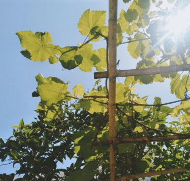 關于夏天蟬鳴的說說 夏天有蟬鳴的句子 關于夏天蟬鳴的說說 夏天有蟬鳴的句子