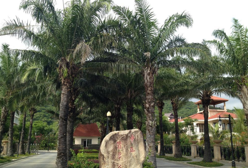 學齡前寶寶睡前故事 鐵樹 學齡前寶寶睡前故事 鐵樹