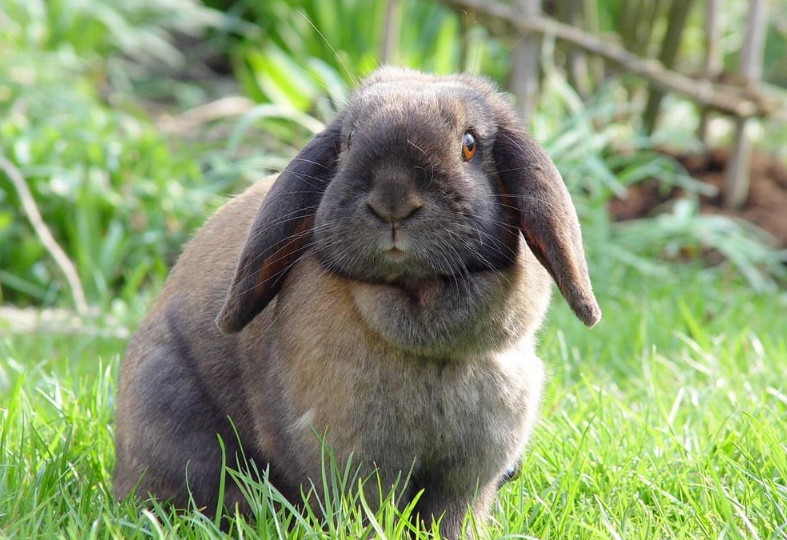 學齡前寶寶睡前故事 鐵樹 學齡前寶寶睡前故事 鐵樹