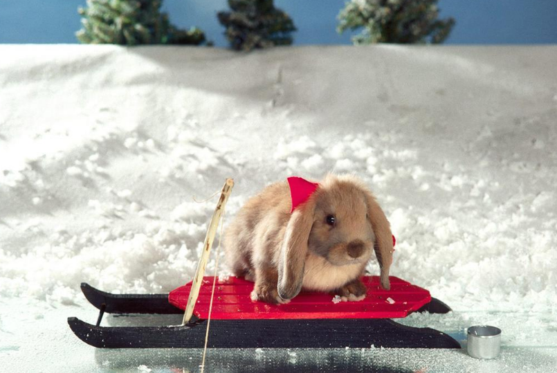 學齡前寶寶睡前故事 鐵樹 學齡前寶寶睡前故事 鐵樹