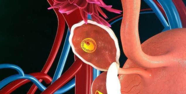 月經走后幾天容易懷孕 排卵日和排卵期的區別 月經走后幾天容易懷孕 排卵日和排卵期的區別