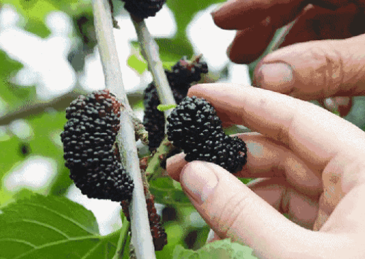 踏青摘桑葚的心情說說 采摘桑葚的快樂心情發朋友圈