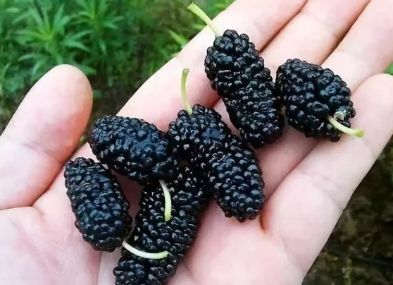 踏青摘桑葚的心情說說 采摘桑葚的快樂心情發朋友圈