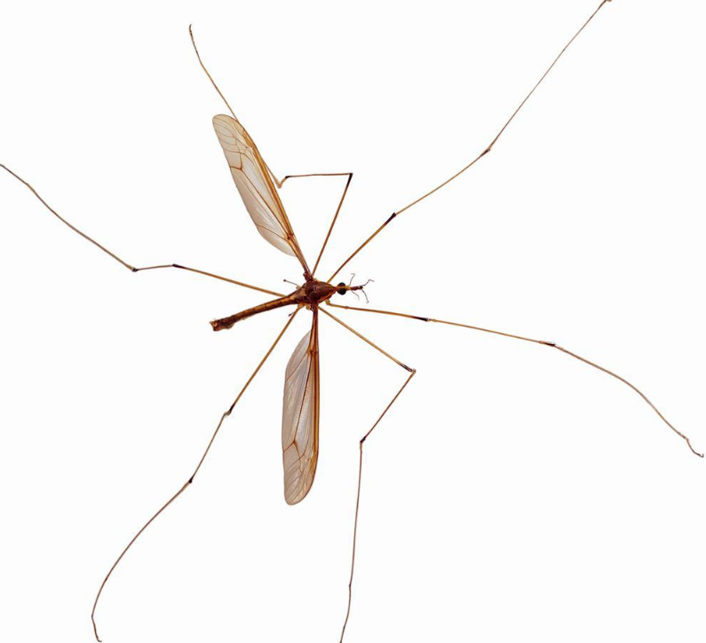 用什么防止蚊蟲(chóng)叮咬孩子比較好 蚊蟲(chóng)多怎么避免被咬