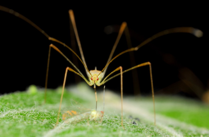 用什么防止蚊蟲(chóng)叮咬孩子比較好 蚊蟲(chóng)多怎么避免被咬