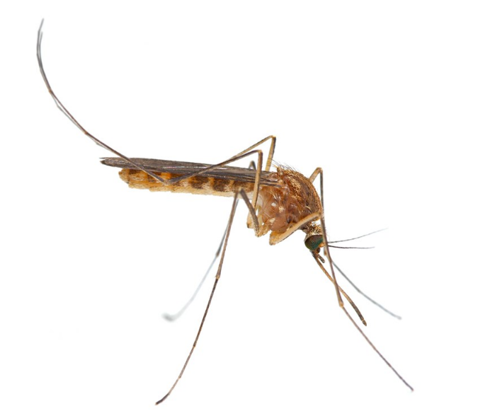 小孩被蚊子咬了怎么辦 孩子被咬了怎么給他止癢