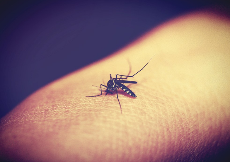 小孩被蚊子咬了怎么辦 孩子被咬了怎么給他止癢