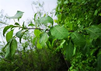 下雨的感覺真好說說 喜歡下雨天的心情句子