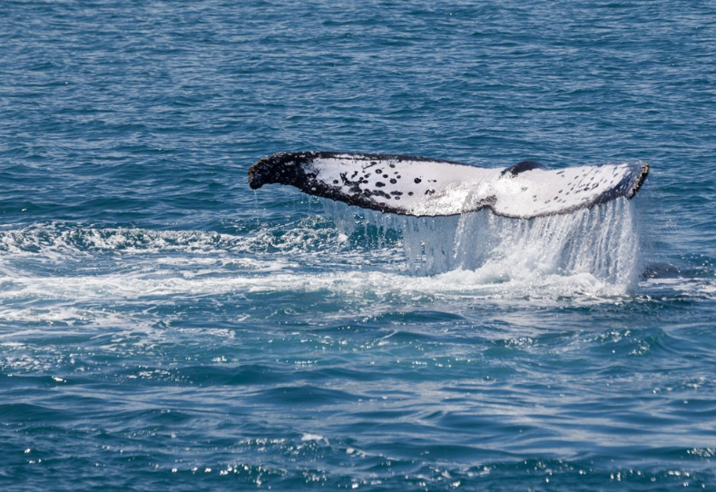 怎么跟孩子解釋鯨魚噴水 孩子對鯨魚噴水有疑問怎么解答