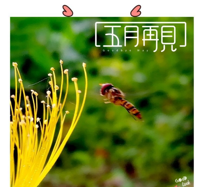 五月再見心情感慨 再見五月應該發什么東西比較好