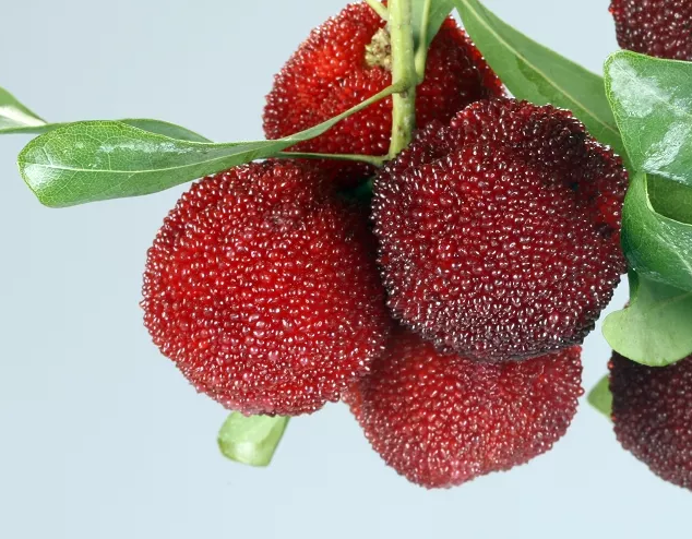 孕婦能吃楊梅嗎 楊梅上有小蟲子能吃嗎