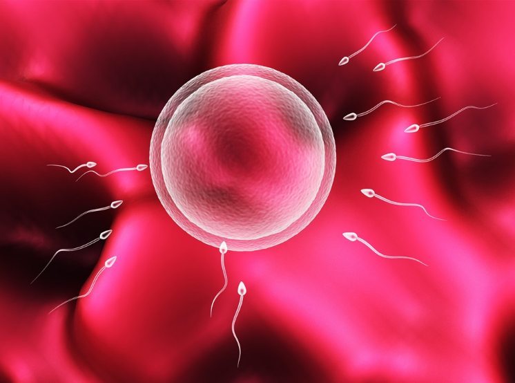 備孕卵泡長(zhǎng)不大怎么辦 備孕媽媽怎么讓卵泡長(zhǎng)得好