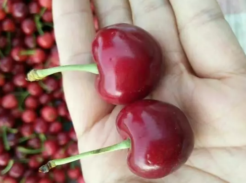 孕婦吃櫻桃能補血嗎 孕婦吃櫻桃好嗎 孕婦吃櫻桃能補血嗎 孕婦吃櫻桃好嗎