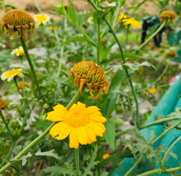 送女兒上學心情感慨 送女兒上學說說朋友圈