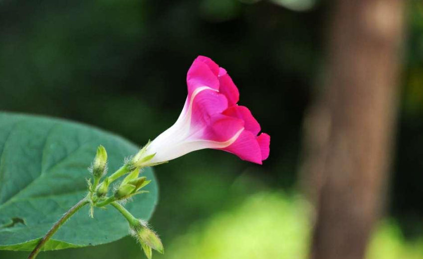 學齡前寶寶睡前故事 友誼 學齡前寶寶睡前故事 友誼