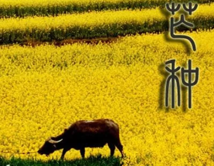 2019今日芒種朋友圈圖片 今日芒種說說短語句子 2019今日芒種朋友圈圖片 今日芒種說說短語句子