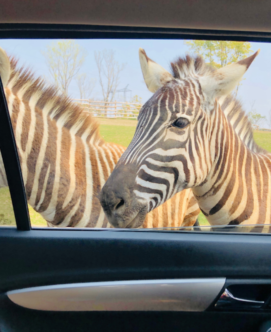 陪孩子自駕游說說 陪孩子自駕游心情句子