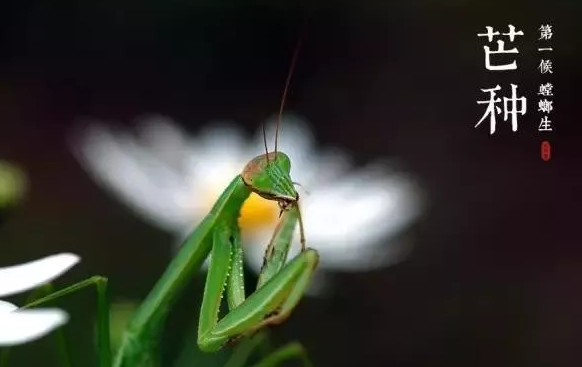 2019今日芒種朋友圈圖片 今日芒種說說短語句子 2019今日芒種朋友圈圖片 今日芒種說說短語句子