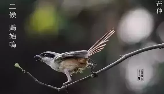 2019今日芒種朋友圈圖片 今日芒種說說短語句子 2019今日芒種朋友圈圖片 今日芒種說說短語句子