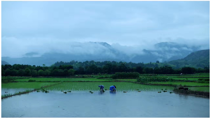 今日芒種早安說說 關于芒種的說說句子 今日芒種早安說說 關于芒種的說說句子