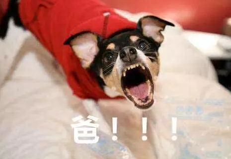 父親節可愛專屬表情包2019 父親節快樂套路爸爸表情圖