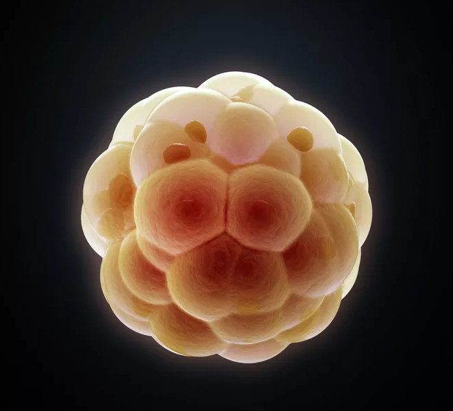 卵泡要越大越好嗎 卵泡過大會影響懷孕嗎 卵泡要越大越好嗎 卵泡過大會影響懷孕嗎