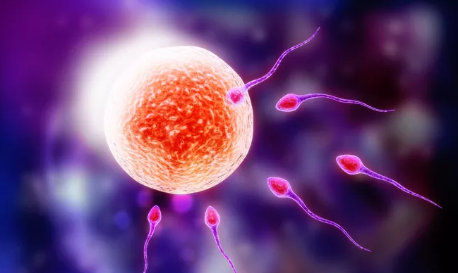 卵泡要越大越好嗎 卵泡過大會影響懷孕嗎 卵泡要越大越好嗎 卵泡過大會影響懷孕嗎