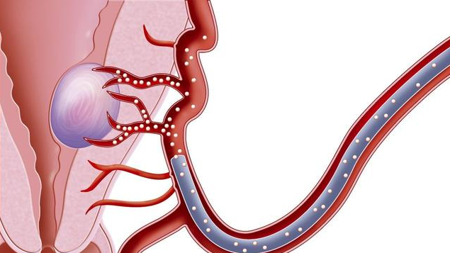 什么是單角子宮 單角子宮懷孕幾周最危險 什么是單角子宮 單角子宮懷孕幾周最危險