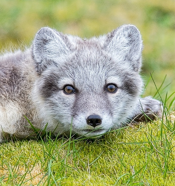 學齡前寶寶睡前故事 見不到白狐貍