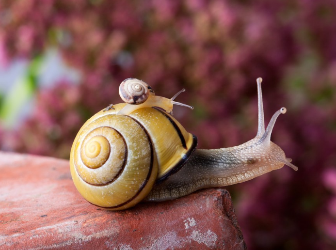 生孩子怎么避免有妊娠紋 生孩子有妊娠紋可以消除嗎