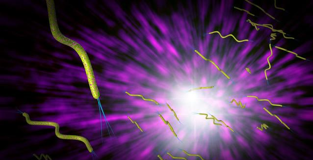 寶寶感染幽門螺旋桿菌有哪些癥狀 怎么預(yù)防幽門螺旋桿菌