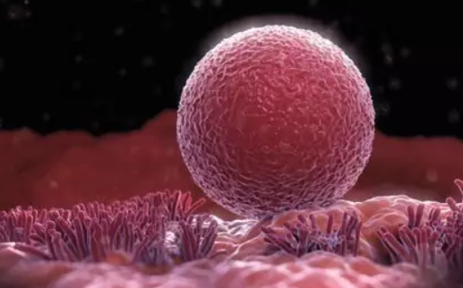 備孕卵泡發育遲緩怎么辦 卵泡發育遲緩診斷標準有哪些 備孕卵泡發育遲緩怎么辦 卵泡發育遲緩診斷標準有哪些