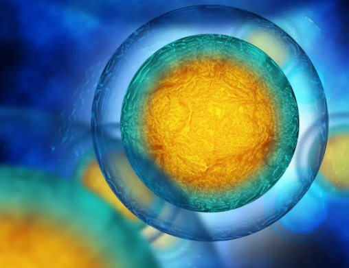 ?胚胎停止發育的原因是什么 發生胎兒停育后應該怎么辦