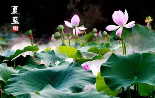 今日夏至節氣心情說說 夏至發朋友圈句子
