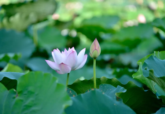 2019夏至節氣唯美心情說說 夏至好聽正能量句子 2019夏至節氣唯美心情說說 夏至好聽正能量句子