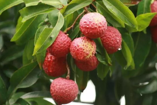 夏季吃荔枝有這些好處 孕婦能不能吃荔枝 夏季吃荔枝有這些好處 孕婦能不能吃荔枝