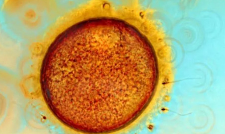 排卵期沒懷孕正常嗎 排卵期沒懷孕是身體有病嗎