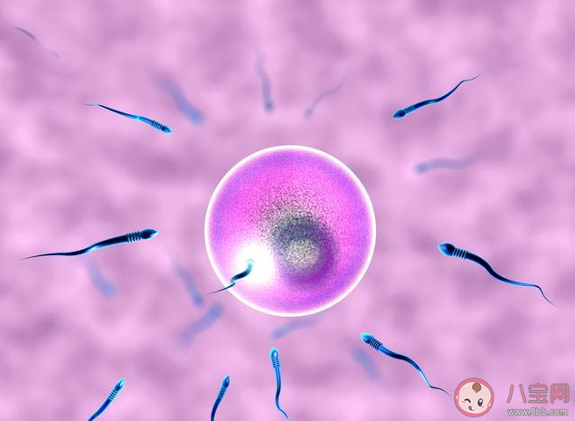 試管嬰兒養(yǎng)囊是什么意思 哪些人適合囊胚培養(yǎng) 試管嬰兒養(yǎng)囊是什么意思 哪些人適合囊胚培養(yǎng)