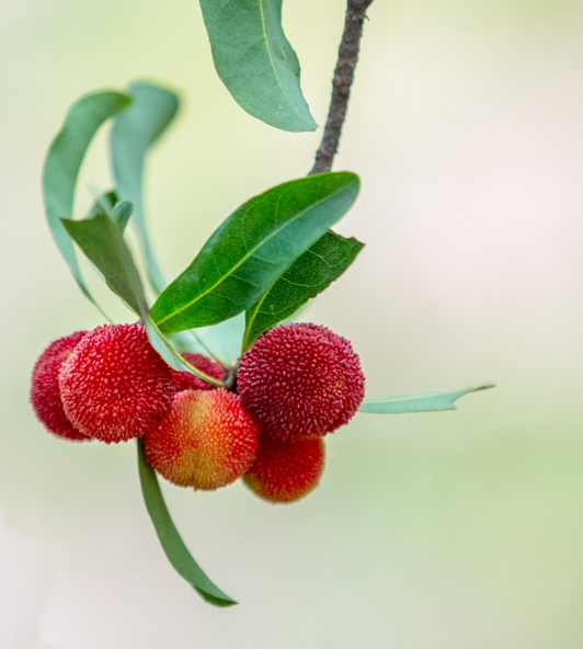 孩子楊梅吃多少比較好 孩子吃楊梅要注意什么 孩子楊梅吃多少比較好 孩子吃楊梅要注意什么