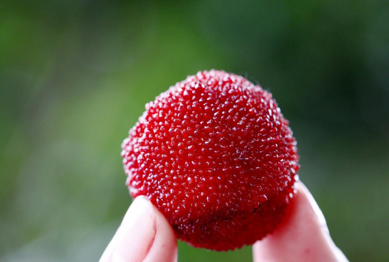 楊梅里面有蟲可以給孩子吃嗎 孩子吃楊梅有什么好處