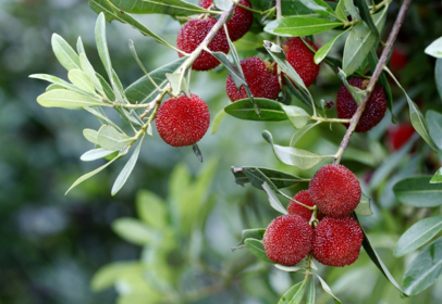 楊梅怎么洗里面沒有蟲 楊梅正確清洗方法 楊梅怎么洗里面沒有蟲 楊梅正確清洗方法