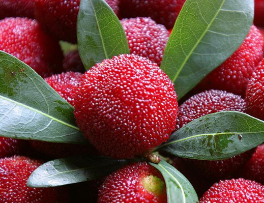 楊梅怎么洗里面沒有蟲 楊梅正確清洗方法 楊梅怎么洗里面沒有蟲 楊梅正確清洗方法