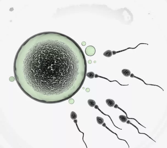 精子的成長(zhǎng)發(fā)育過程是怎樣的 男性精子會(huì)越用越少嗎