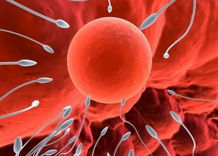 精子的成長(zhǎng)發(fā)育過程是怎樣的 男性精子會(huì)越用越少嗎