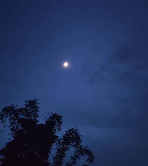 關于寫夏天晚上蟬鳴的句子 形容夏天蟬鳴的好句