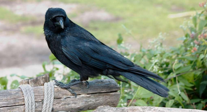 學齡前寶寶睡前故事 小烏鴉和媽媽