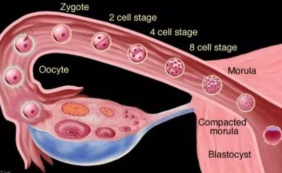 為什么有人有卵泡不排卵 卵泡成熟卻不排卵怎么辦
